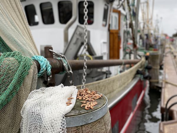 Büsum-Hafen-Krabben-Kutter